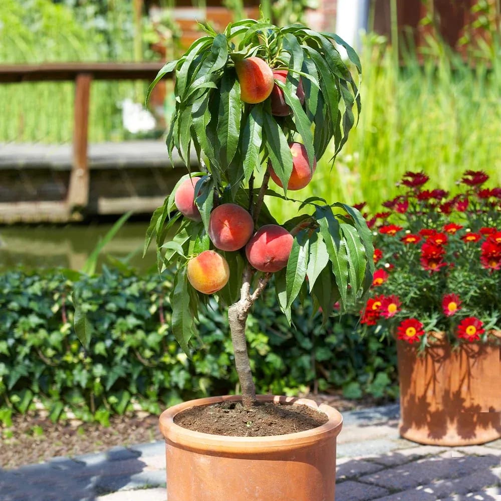 Assortimento composto da 6 alberi da frutto colonnari
