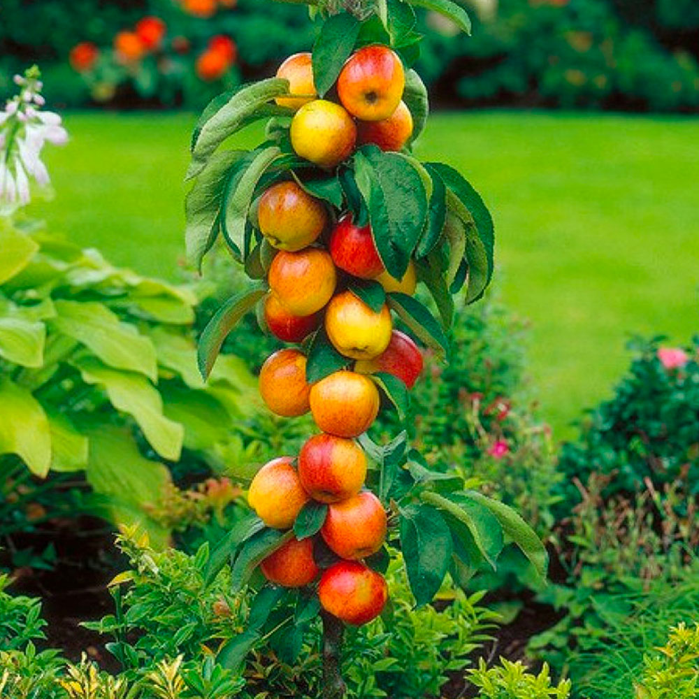 Assortimento composto da 6 alberi da frutto colonnari