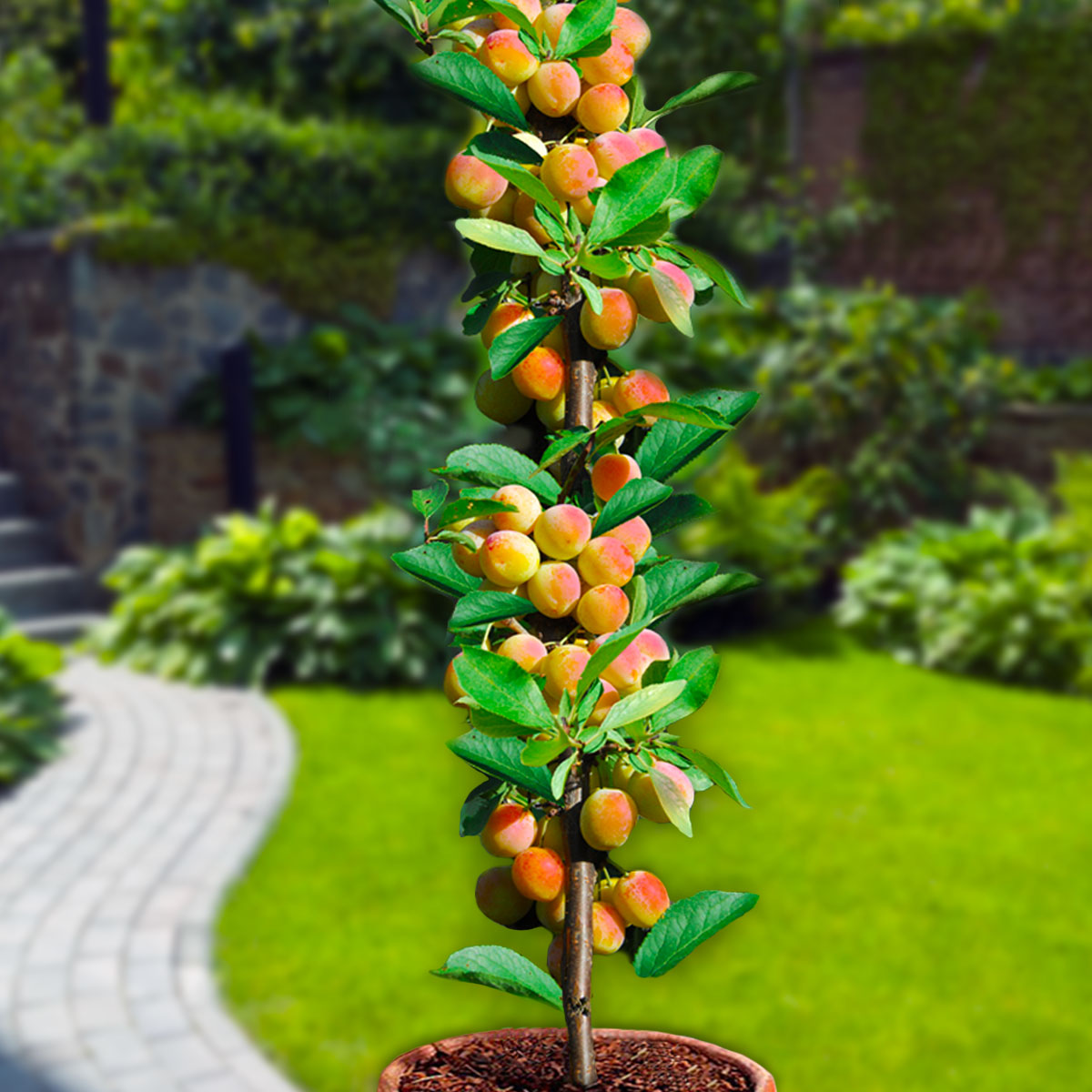 Assortimento composto da 6 alberi da frutto colonnari