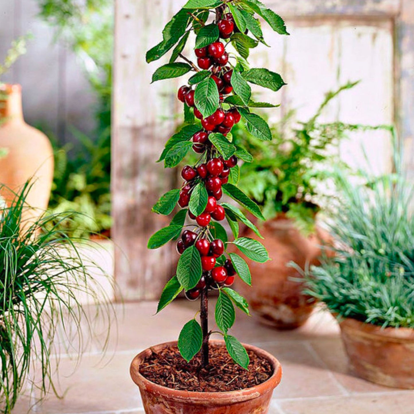 Assortimento composto da 4 alberi da frutto colonnari