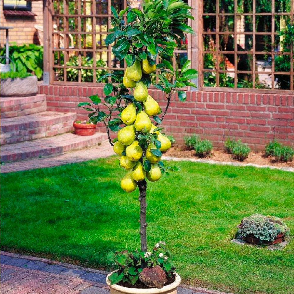 Assortimento composto da 6 alberi da frutto colonnari