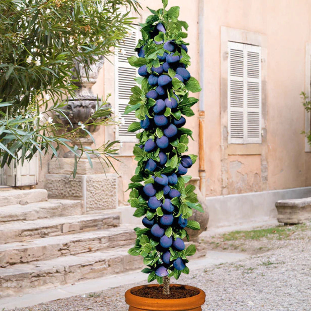 Assortimento composto da 6 alberi da frutto colonnari
