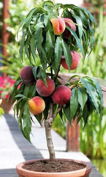 Pesco colonnare "Persica"
