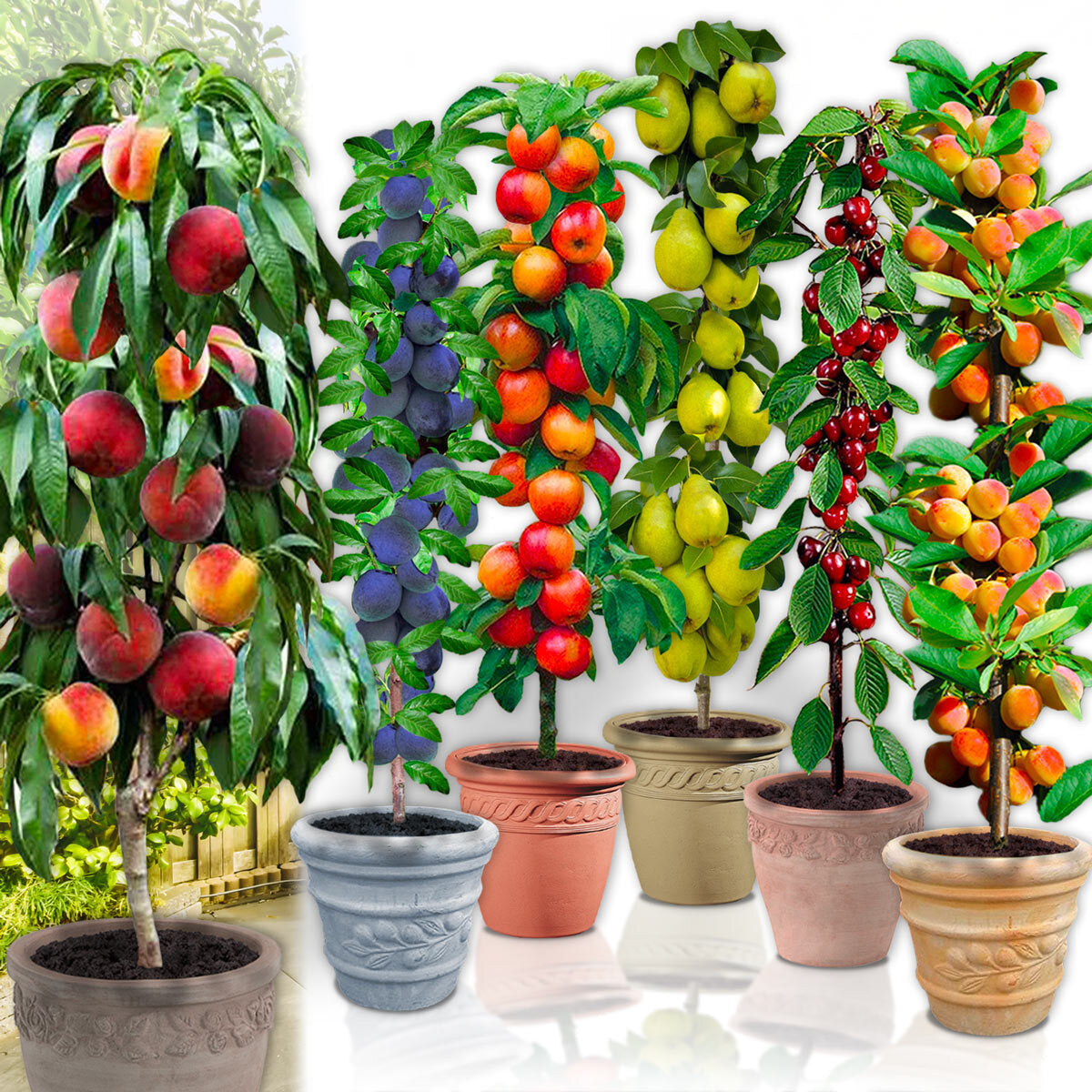 Assortimento composto da 6 alberi da frutto colonnari
