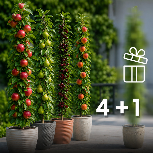 Assortimento composto da 4 + 1 alberi da frutto colonnari
