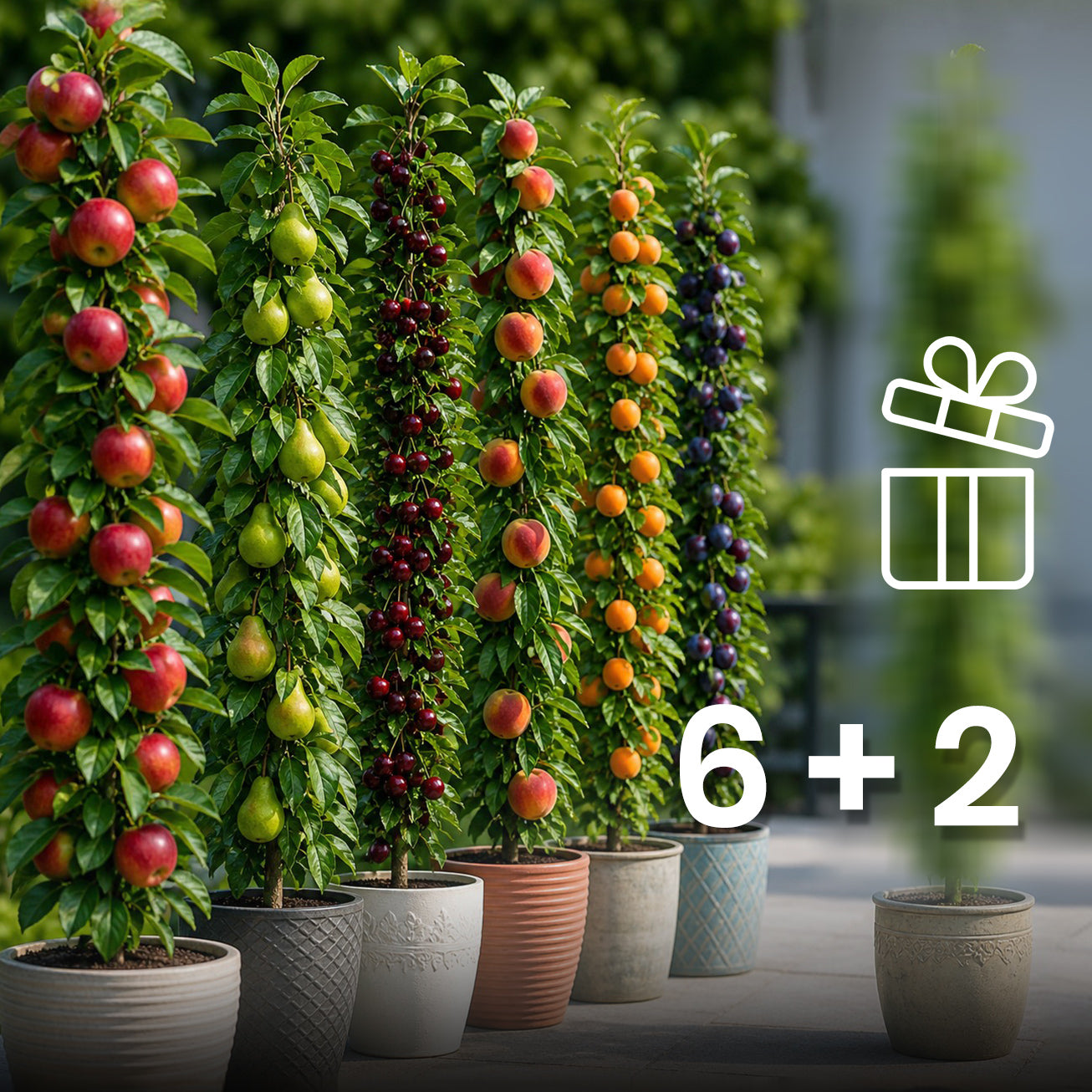 Assortimento composto da 6 + 2 alberi da frutto colonnari