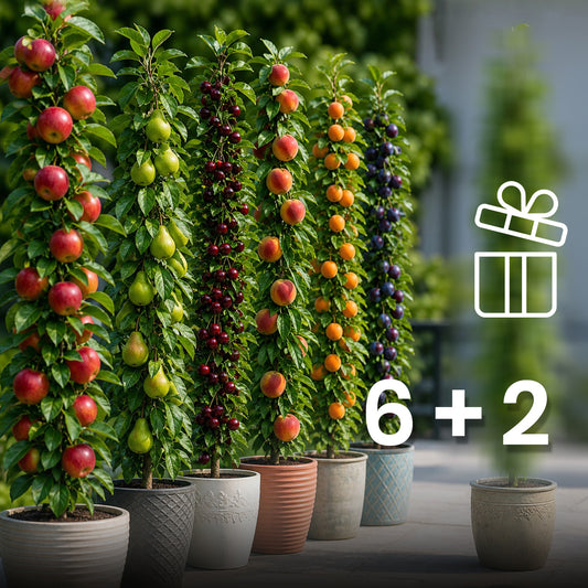 Assortimento composto da 6 + 2 alberi da frutto colonnari