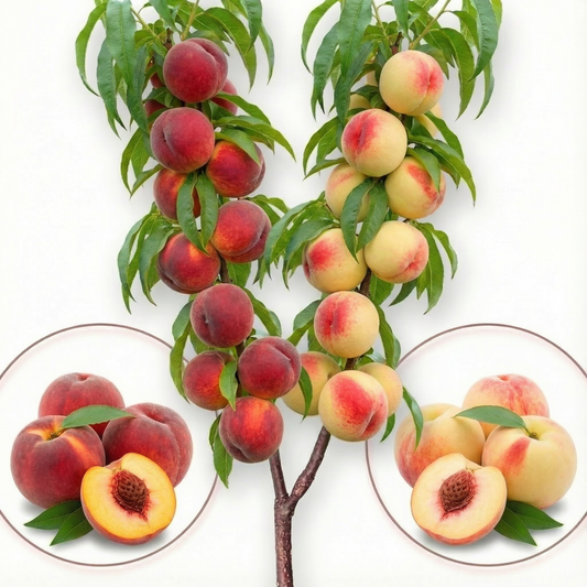 Albero da frutto Duo di Pesco
