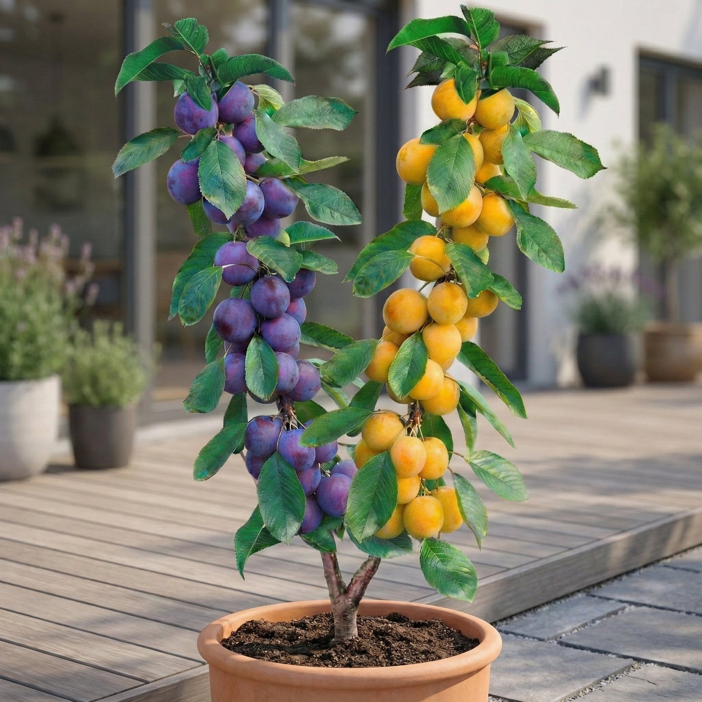 Albero da frutto Duo di Susino