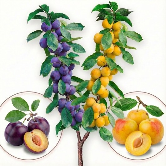 Albero da frutto Duo di Susino